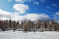 Snow and forest