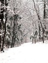 Snow forest alley Royalty Free Stock Photo