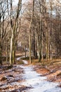 Snow forest alley Royalty Free Stock Photo