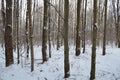 Snow in the Forest