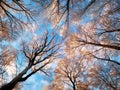 Snow on forest canopy with deep blue sky Royalty Free Stock Photo