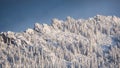 Snow forest on mountainside under blue sky. Royalty Free Stock Photo