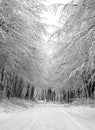 Snow in the forest near Robern at wintertime Royalty Free Stock Photo
