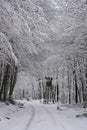 Snow in the forest near Robern at wintertime Royalty Free Stock Photo