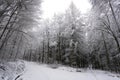 Snow in the forest near Robern at wintertime Royalty Free Stock Photo