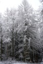 Snow in the forest near Robern at wintertime Royalty Free Stock Photo