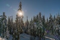 Snow on the pine tree with golden sunset backgrounds Royalty Free Stock Photo