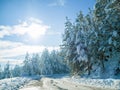 Snow, forest and winter environment or mountain path in Canada for explore nature, cold weather or vacation. Woods Royalty Free Stock Photo