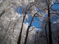 Snow forest winter landscape - blue sky