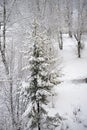 Snow forest winter landscape. Covered frost branches