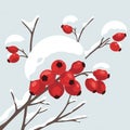 The snow forms rounded caps over the berries and branches, emph Royalty Free Stock Photo