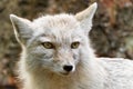 Snow Fox female Royalty Free Stock Photo