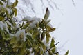 Snow on the fresh green bush leaves Royalty Free Stock Photo