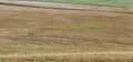 Snow in freshly sown wheat fields Royalty Free Stock Photo