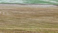 Snow in freshly sown wheat fields Royalty Free Stock Photo