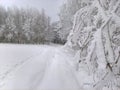 Snow Frost on Birch Trees Royalty Free Stock Photo