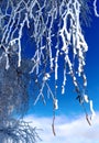 Snow-frost branches of birch