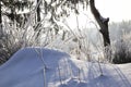 snow and frost on the branches