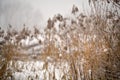 Snow and frost on cane on a frozen river. Overcast snowy weather Royalty Free Stock Photo