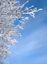 Snow-frost covered branch