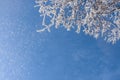 Snow-frost covered branch