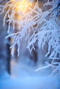 Snow and frost covered tree branches Royalty Free Stock Photo