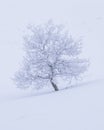 Snow and frost covered trees in a white landscape in BeitostÃÂ¸len Norway