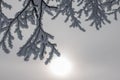 Beautiful winter landscape: Frosty trees in January, Austria. Postcard Royalty Free Stock Photo