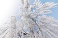Beautiful winter landscape: Frosty trees in January, Austria. Postcard Royalty Free Stock Photo