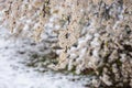 Snow at late spring, blossoming tree with flowers in the garden, nature background. Anomaly weather and climate change concept Royalty Free Stock Photo