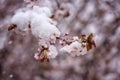 Snow at late spring, blossoming tree with flowers in the garden, nature background. Anomaly weather and climate change concept Royalty Free Stock Photo