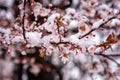 Snow at late spring, blossoming tree with flowers in the garden, nature background. Anomaly weather and climate change concept Royalty Free Stock Photo