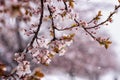 Snow at late spring, blossoming tree with flowers in the garden, nature background. Anomaly weather and climate change concept Royalty Free Stock Photo