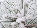 Snow frost on pine tree Royalty Free Stock Photo