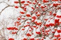 Snow and frost on the tree branches. Ripe bunches of Rowan. Winter day