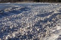 Snow, frost, and wind create irregularly shaped ice balls on the shores of Lake Michigan Royalty Free Stock Photo