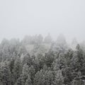 Snow frosted conifer trees slope up into the clouds