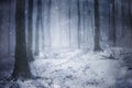 Snow in a frozen dark forest with snowflakes Royalty Free Stock Photo