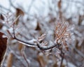 Snow Frozen planet Royalty Free Stock Photo