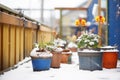snow gathering on flower pots Royalty Free Stock Photo
