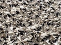 Snow Geese Royalty Free Stock Photo