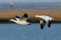 Snow Geese Royalty Free Stock Photo