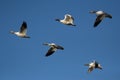 Snow geese