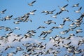 Snow Geese Royalty Free Stock Photo