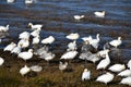 Snow geese along the river