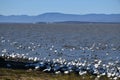 Snow geese along the river