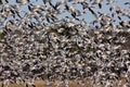 Snow geese blast off Royalty Free Stock Photo