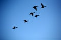 Snow geese in blue sky