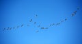 Snow geese in blue sky Royalty Free Stock Photo