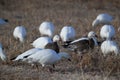 Snow geese Bosque del Apache, New Mexico USA